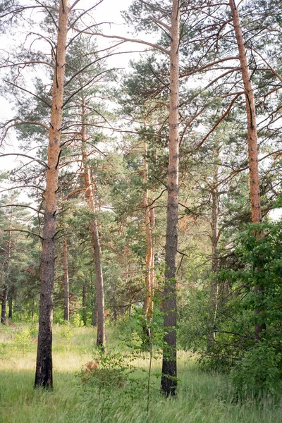 Sergiev_Posad Region 2018 Federacji Rosyjskiej Moskwa Naturalne Parki Cichy Las — Zdjęcie stockowe