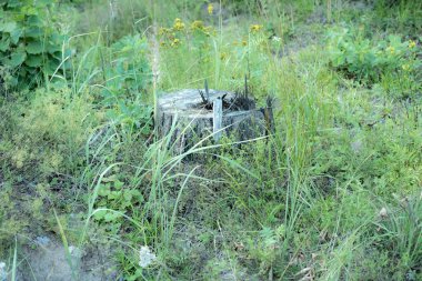 sergiev_posad. Nature_of_moscow_region_summer_2018.Stump, eski çam!.