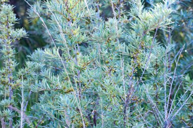 sergiev_posad. Nature_of_moscow_region_summer_2018.Bush Deniz topalak.