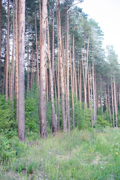 Sergiev_Posad 青い空を背景に Nature_Of_Moscow_Region_Summer_2018 Majestic パイン ツリー — ストック写真