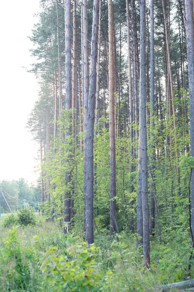 Sergiev_Posad Nature_Of_Moscow_Region_Summer_2018 Majestic Drzewo Sosny Tle Błękitnego Nieba — Zdjęcie stockowe