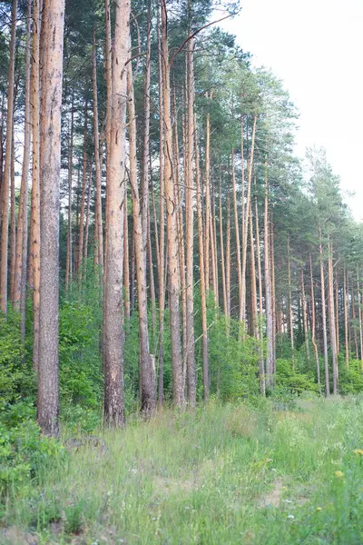 Sergiev_Posad Nature_Of_Moscow_Region_Summer_2018 Pine Tree Blue Sky Background — Stock Photo, Image