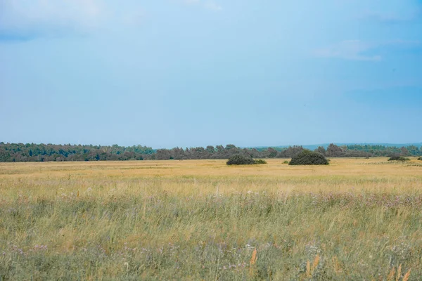 Sergiev Posad Nature Moscow Region Summer 2018 Parques Naturais Região — Fotografia de Stock