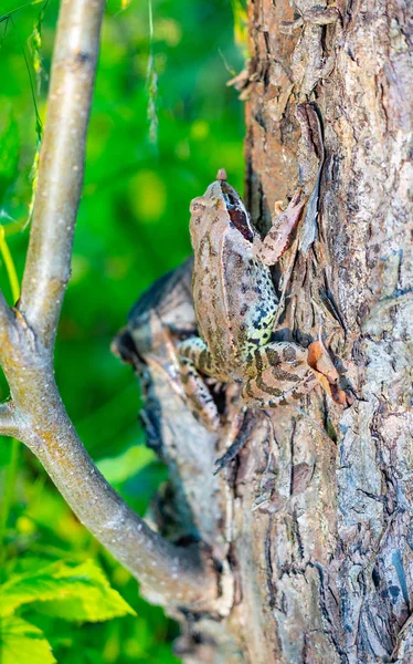 Nature Région Moscou Été 2018 Toad Quelque Chose Attrapé Mais — Photo