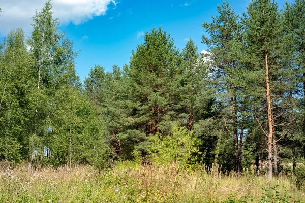 Sergiev Posad Natureza Região Moscow Verão 2018 — Fotografia de Stock