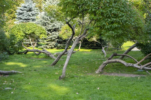 Ciudad Región Moscú Hermosos Árboles Del Parque —  Fotos de Stock