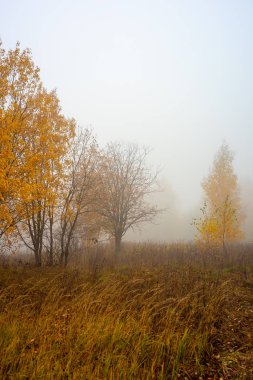 Moskova bölgesi 15.10.2018.Autumn orman siste doğası.