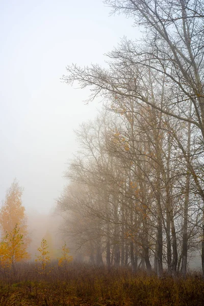 Moskova Bölgesi 2018 Autumn Orman Siste Doğası — Stok fotoğraf