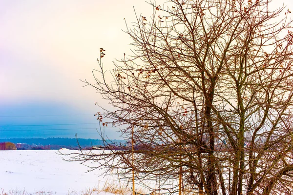 Φύση Της Μόσχας Περιοχή 2018 Winter Τοπίο Της Επαρχίας Ρωσίας — Φωτογραφία Αρχείου