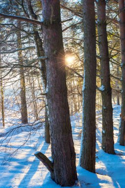 Kış manzara Rus eyaleti. Sergiev Posad.