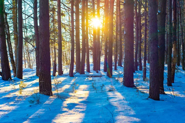俄罗斯省的冬季景观 塞尔吉耶夫 波萨德 — 图库照片