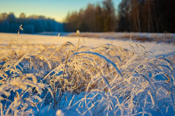 Kış Manzara Rus Eyaleti Sergiev Posad — Stok fotoğraf