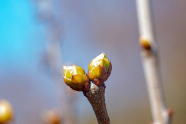 Baharın yenilenmesi, kedi söğüt tomurcukları yakında çiçek olacak . Moskova bölgesi. Rusya.2019