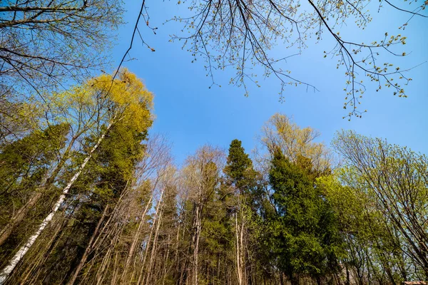 Spring Transformation Renewal Spring Buds Soon Bloom Moscow Region Russia — Stock Photo, Image