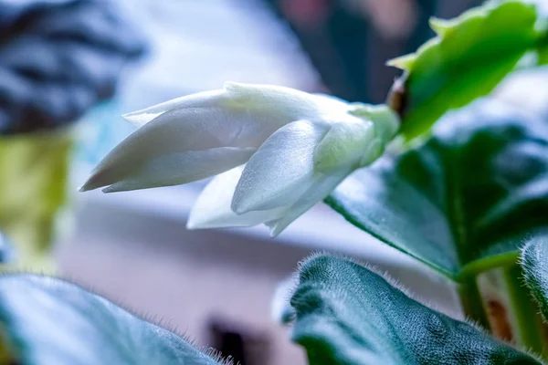 Fleur Schlumberger Cultivée Maison Décembriste Belle Nuance Perles Russie 2019 — Photo