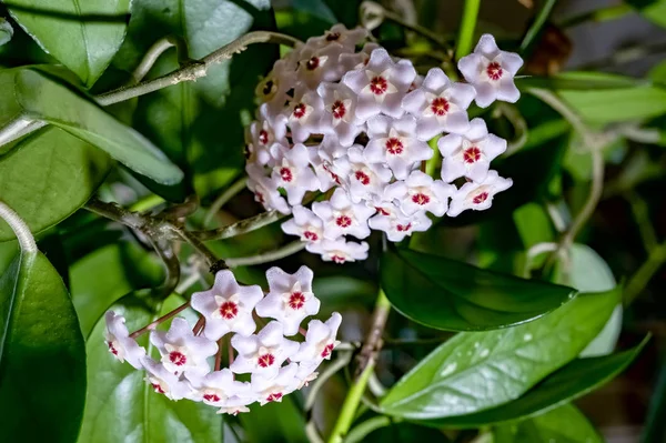 Hoya Carnosa. Güzel Ev yetiştirilen çiçek. Rusya.2019