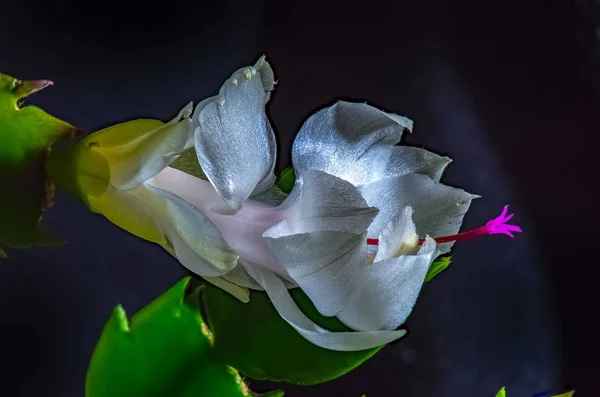Home grown Schlumberger flower or Decembrist. Beautiful pearl shade..Russia.2019 — Stock Image Home Grown Schlumberger Flower Decembrist Beautiful Pearl Shade Russia 2019 Stock Picture