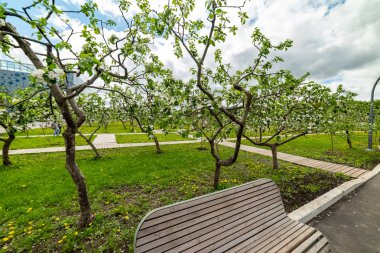 Michurinsky Bahçesi. Bahar-çiçekler elma ağaçları üzerinde çiçek.-güzel bahar çiçekleri. Moskova. Rusya. 2019