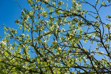 Spring transformation,-Beautiful spring flowers.Spring has come and all nature has blossomed.Moscow region.Russia.2019