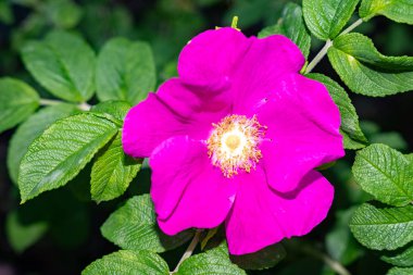 sadece güzel çiçekler - erken yaz çiçekleri - vahşi gül çalılar. Moskova bölgesi. Rusya.2019