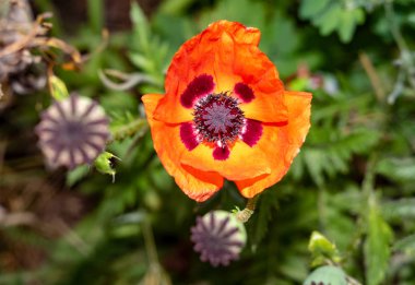 sadece güzel çiçekler - erken yaz çiçekleri. Moskova bölgesi. Rusya.2019
