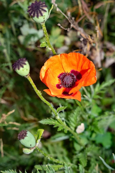 Just Beautiful Flowers Flowers Early Summer Moscow Region Russia 2019 — Stock Photo, Image