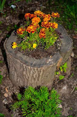 Kütükten bir tencerede güzel sokak çiçeklerinden oluşan bir buket. Moskova bölgesi. Rusya.2019