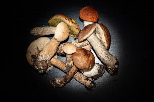 Orman mantarları, Aspen, boletus. -Rusya. Moscow bölgesinin doğası. Rusya. 2019