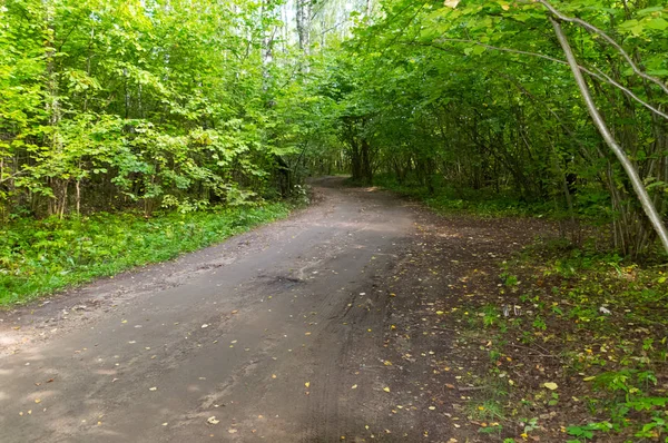 La nature de la région de Moscou, Vue sur la forêt d'été près de M — Photo