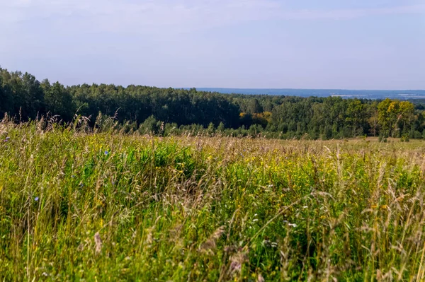 A natureza da região de Moscou, Vista da floresta de verão perto de M — Fotografia de Stock