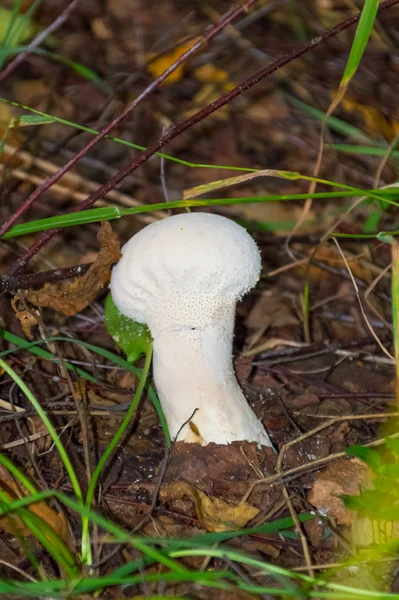 The nature of the Moscow region,mushrooms hid in the grass — Stock Photo, Image