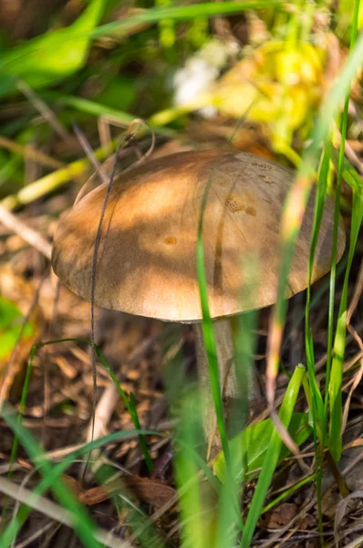 A natureza da região de Moscou, cogumelos escondidos na grama — Fotografia de Stock
