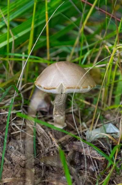 モスクワ地域の自然、キノコは草の中に隠れて — ストック写真