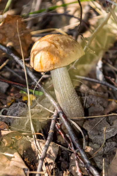 モスクワ地域の自然、キノコは草の中に隠れて — ストック写真