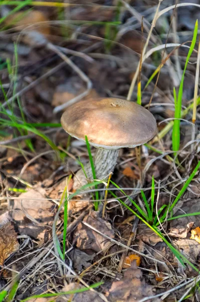 モスクワ地域の自然、キノコは草の中に隠れて — ストック写真