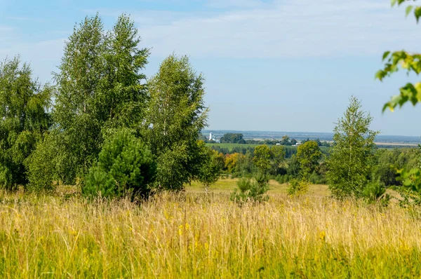 A natureza da região de Moscou, Vista da floresta de verão perto de M — Fotografia de Stock