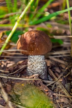 Rusya 'nın ortası yazları..