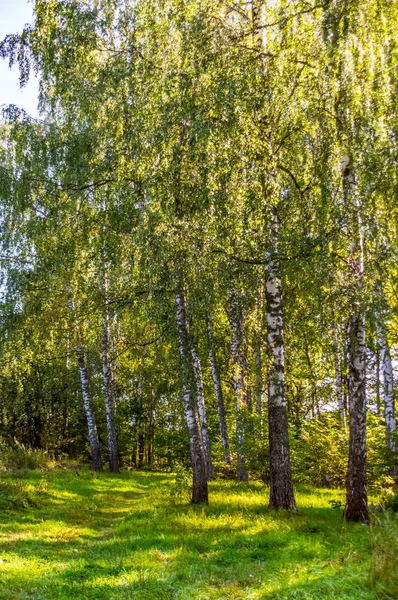 Belas árvores no dia de outono na floresta perto de Moscou - natureza — Fotografia de Stock