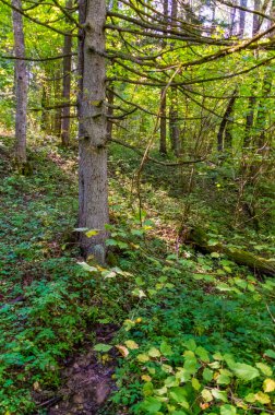 Moskova yakınlarındaki ormanda sonbahar günü güzel ağaçlar.