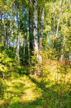 Moskova yakınlarındaki ormanda sonbahar günü güzel ağaçlar.