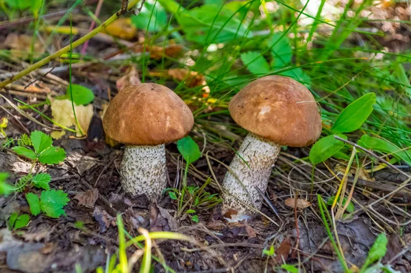 Cogumelos em uma floresta de bétula - natureza da Rússia . — Fotografia de Stock