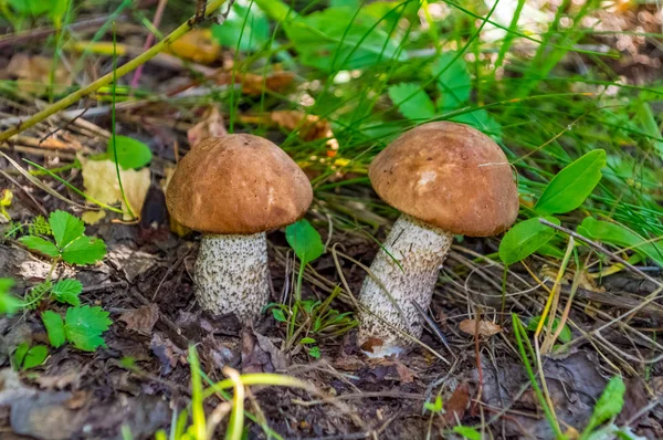 Las setas en el bosque de abedul-la naturaleza de Rusia . —  Fotos de Stock