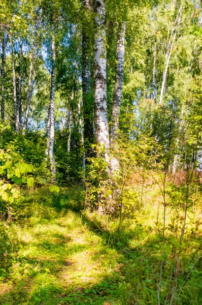 Beautiful trees in autumn day in the forest near Moscow - nature — Stock Photo, Image