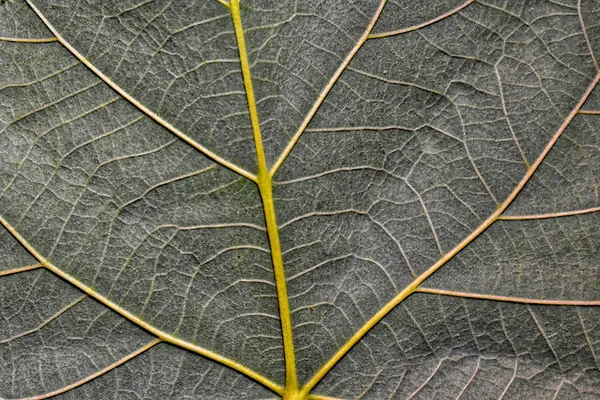 linden leaf details full frame