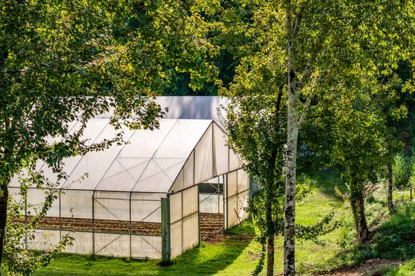 scenery of greenhouse among the woods of Italian Comino Valley in the Lazio region