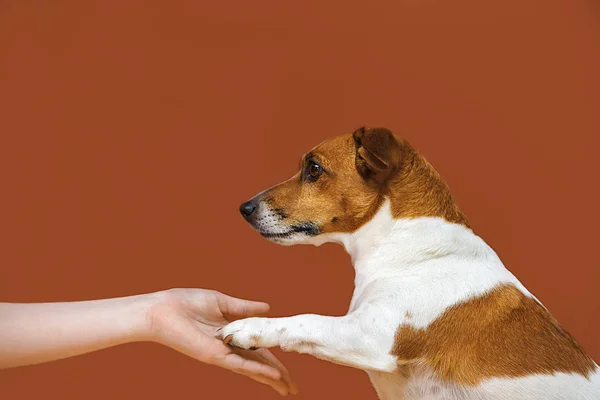 Close-up portrait of a dog gives paw to man.