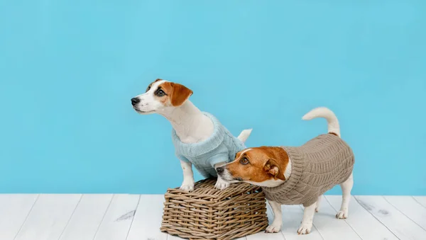 Portrait of cute dogs in knitted blouses, studio photo of Jack R