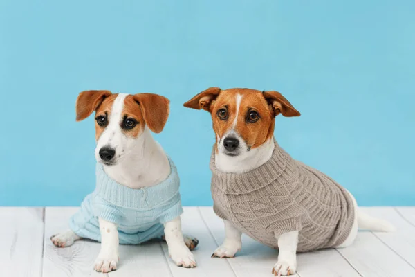 Portrait of cute dogs in knitted blouses