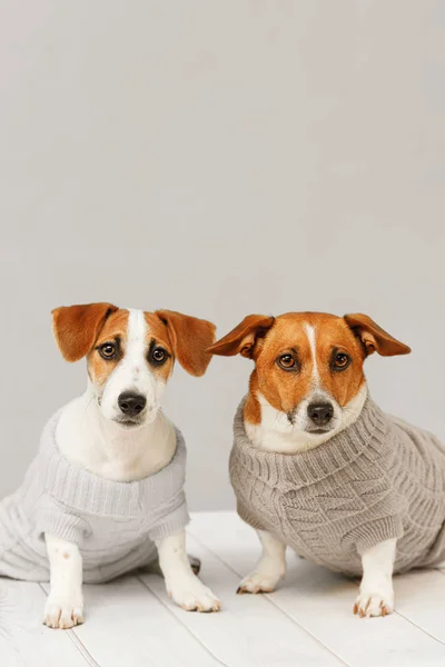 Portrait of cute dogs in knitted blouses, studio photo of Jack R