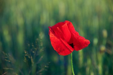 alan üzerinde haşhaş çiçeği